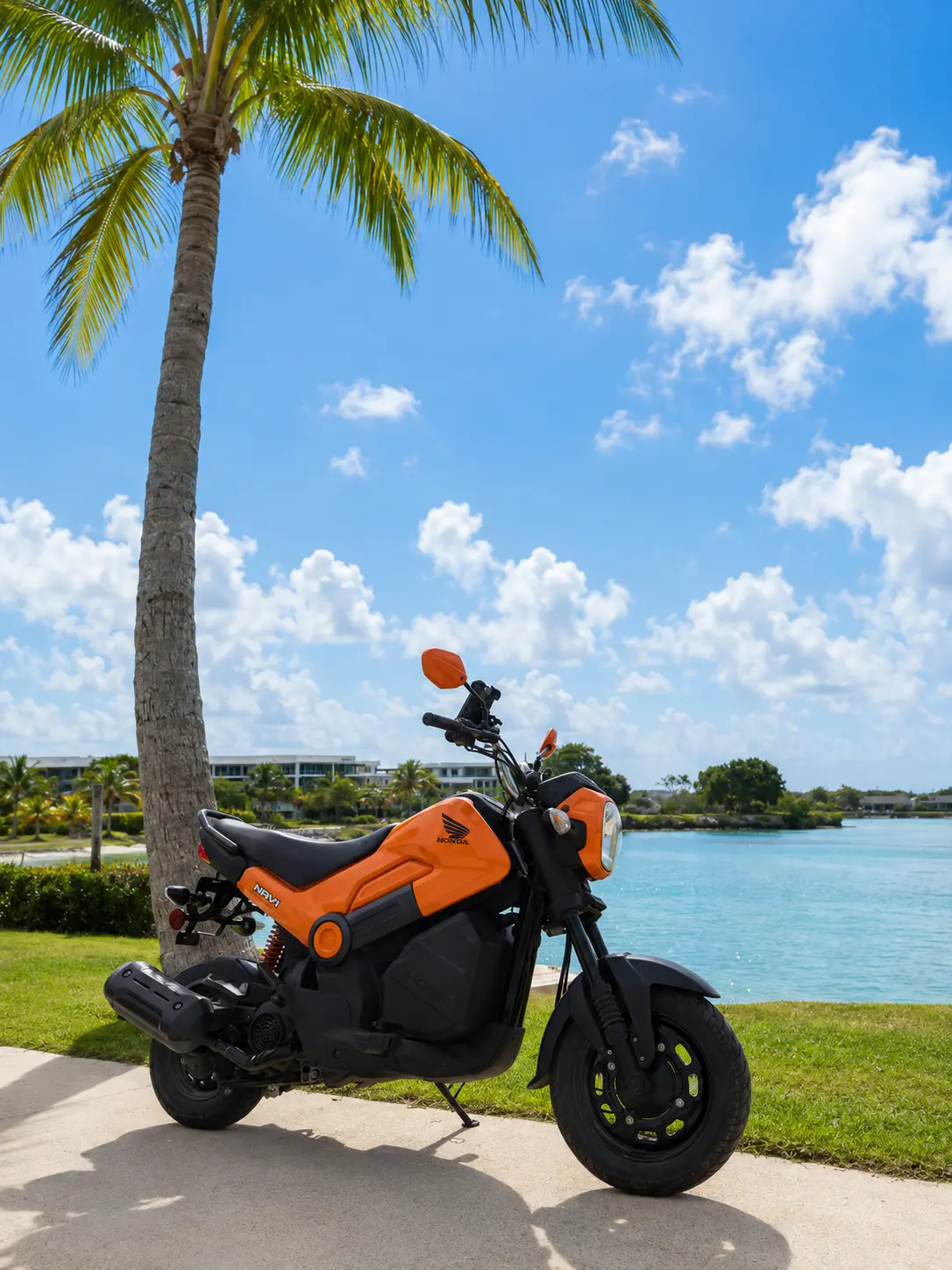Honda Navi 110 by a palm tree in Punta Cana